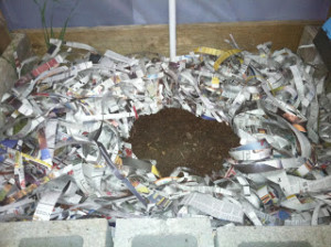 worm pile in newspaper