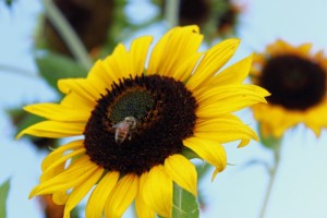 IMG_8757 e