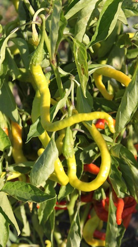summer-csa-beewench-farm