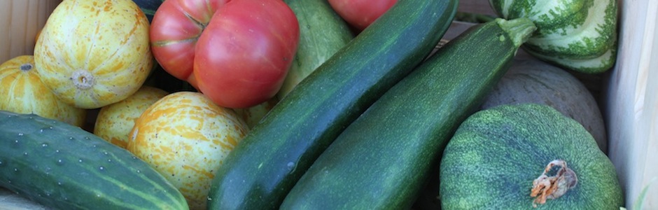Summertime Harvest Vegetables