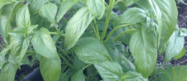 CSA-share-week-7